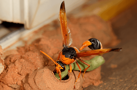 mud-dauber-wasp